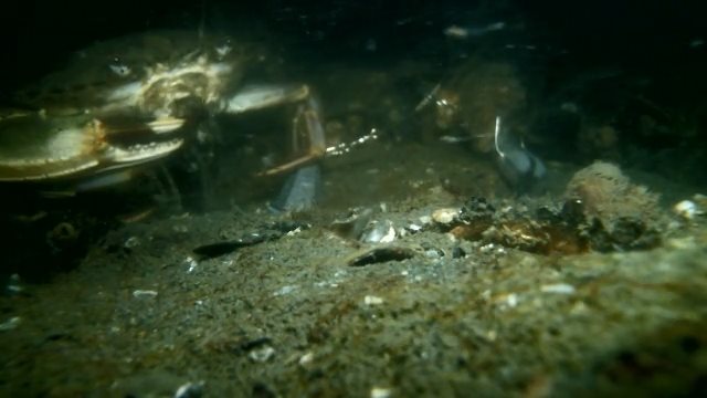 2016年をのんびり振り返ろうと思ったらカメラトラブルでバタバタの回【12/30 金曜定期便】