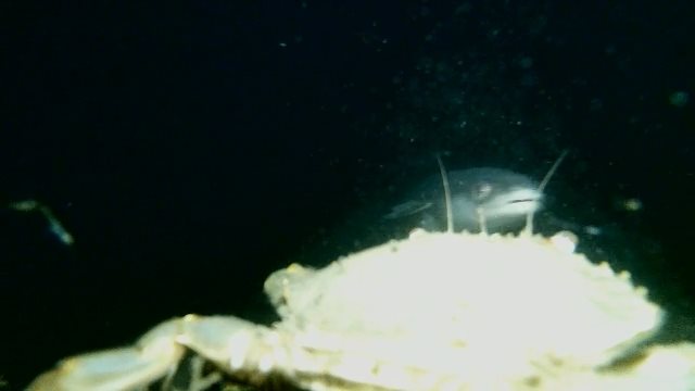 2017年も水中を楽しみましょうの回【1/1 新春ＳＰ】