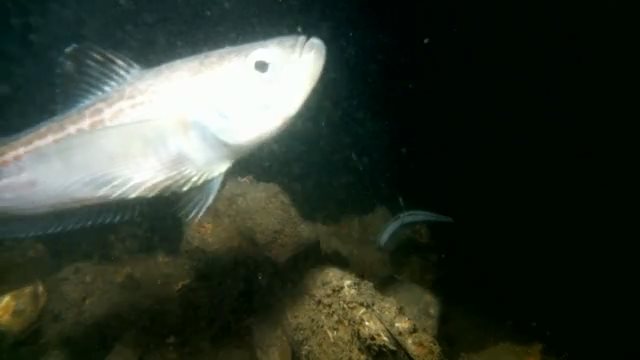 ハタハタ登場の回【1/3 新春ＳＰ】