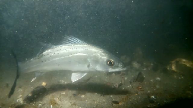 スズキがいっぱいの回【1/4 新春ＳＰ】