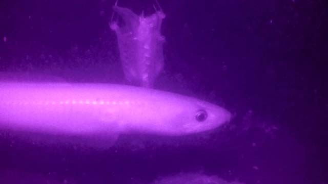 赤外線カメラ三度目の正直の回【1/5 新春ＳＰ】