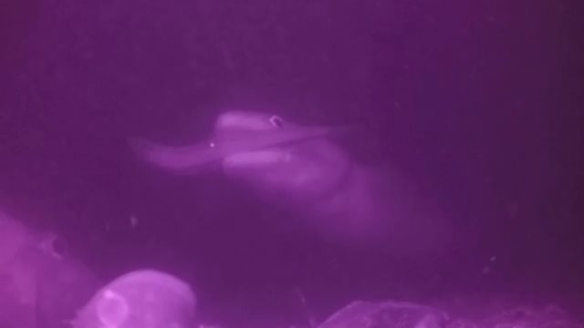 カサゴの目の前でアナゴが捕食の回【1/6 新春ＳＰ】