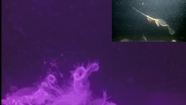 赤外線と可視光が表裏一体の回【1/7 新春ＳＰ最終日】