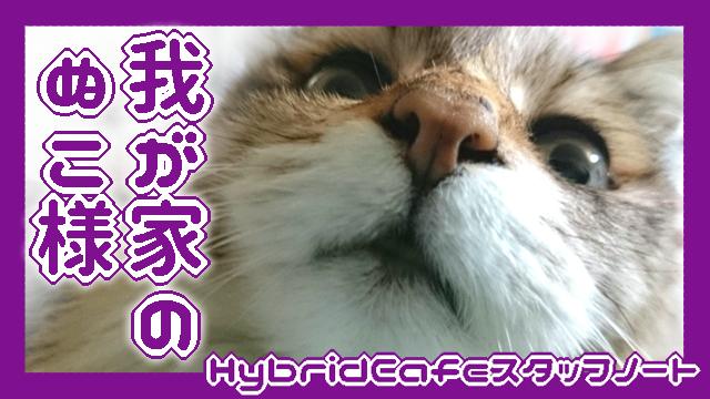 我が家の美ぬこ様を紹介します＊はくま