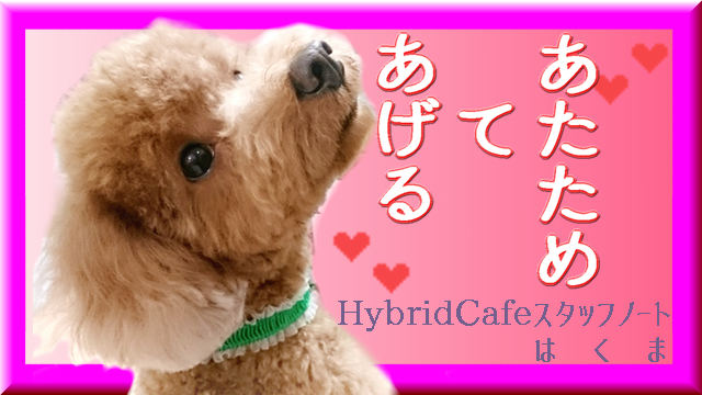 トイプードル「あたためてあげるよ」*はくま