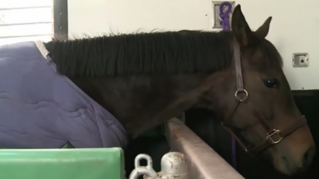 シュシュブリーズの定点放送開始