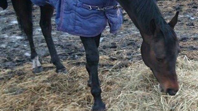 【放送時間変更のお知らせ】シュシュブリーズの定点放送開始