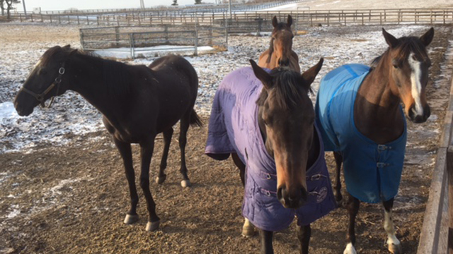 【今日のシュシュ】2月20日
