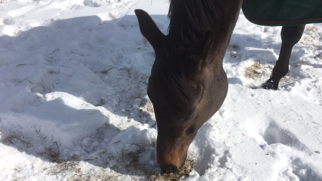 【今日のシュシュ】2月21日