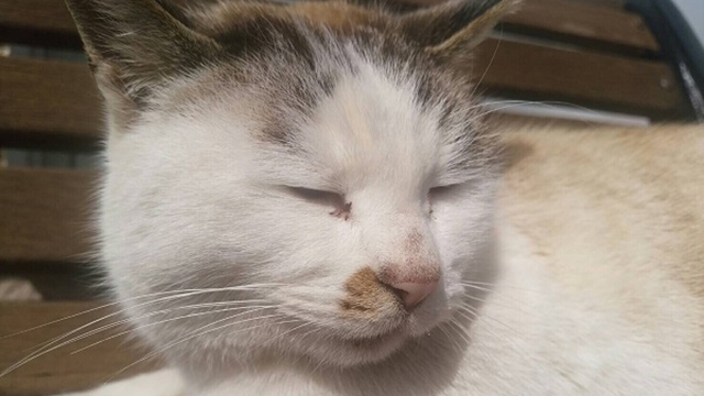 【番外編】今日のさえこさん