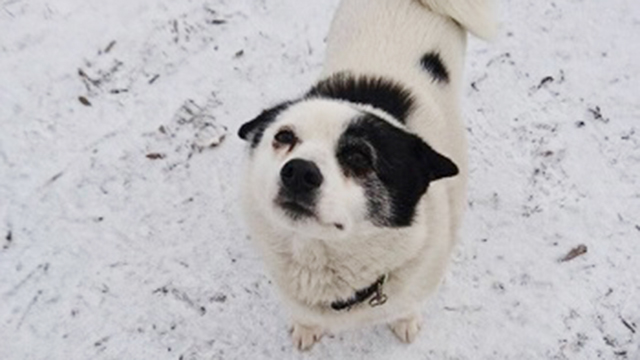 【今日のシュシュ】2月22日