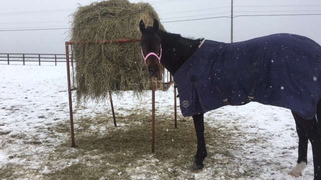 【今日のシュシュ】2月23日