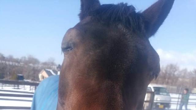 【今日のシュシュ】2月24日