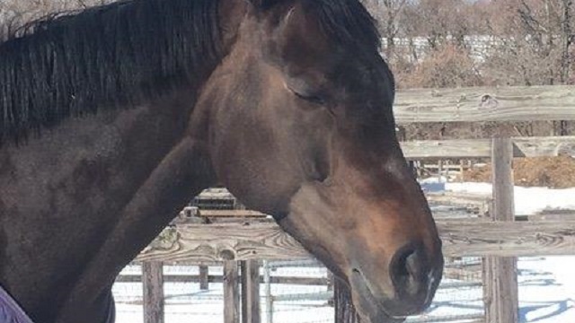 【今日のシュシュ】2月27日