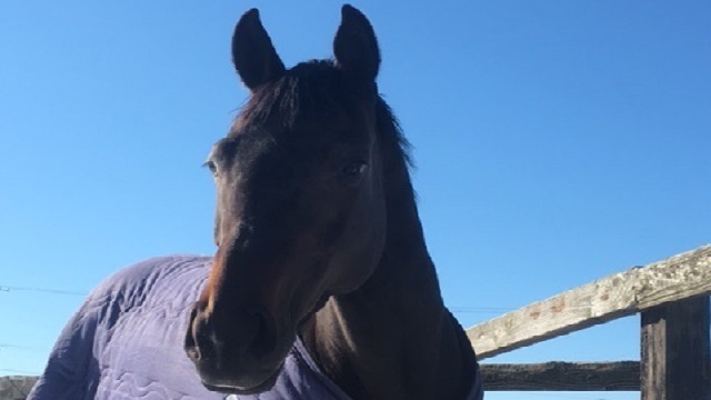 シュシュブリーズのお婿さんを決めよう