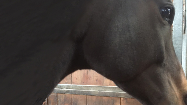 【今日のシュシュ】4月12日