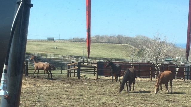 【今日のシュシュ】4月17日