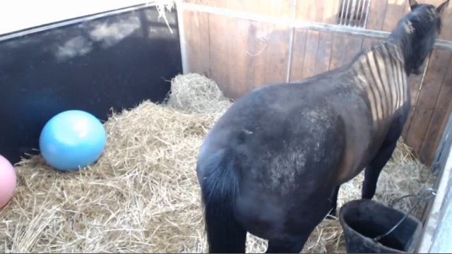 【今日のシュシュ】4月21日