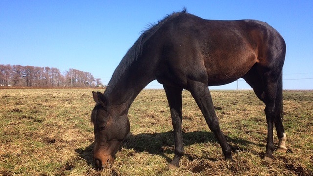 シュシュブリーズの受胎を確認