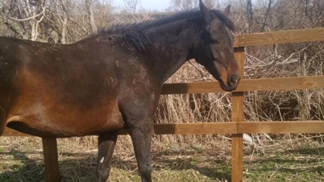 【今日のシュシュ】4月25日