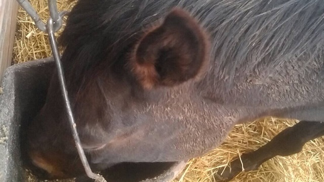 【今日のシュシュ】4月26日