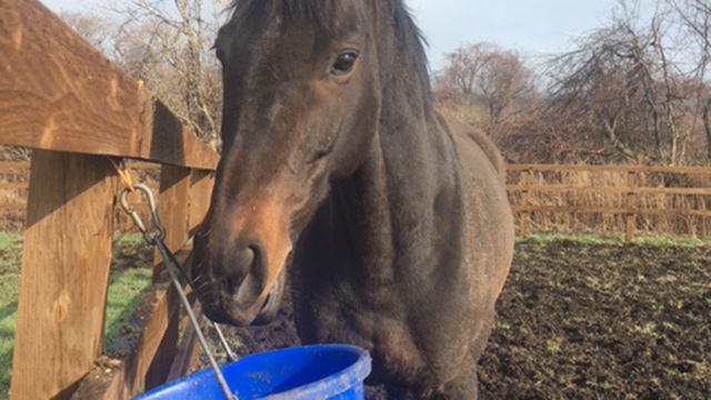 【今日のシュシュ】4月27日