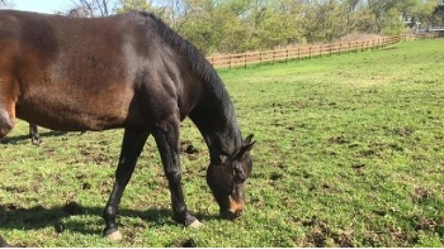 【今日のシュシュ】5月19日