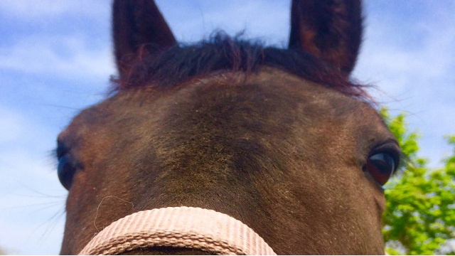 【今日のシュシュ】5月22日