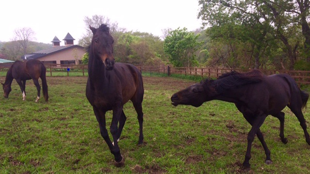 【今日のシュシュ】5月24日