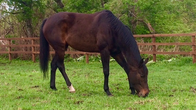 【今日のシュシュ】5月25日