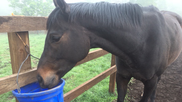 【今日のシュシュ】5月26日