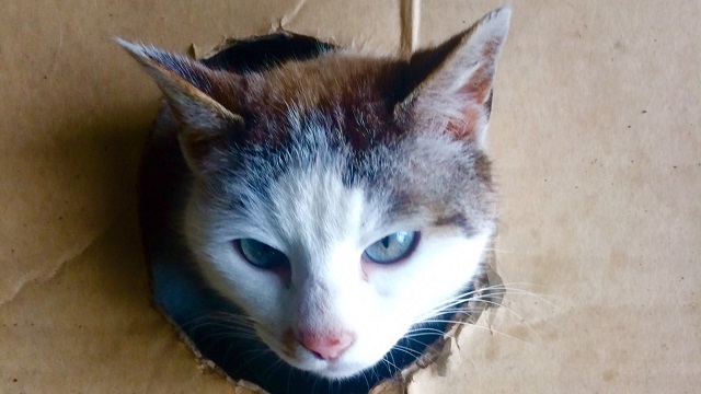 【番外編】今日のさえこさん