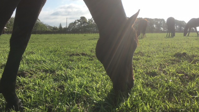 2歳馬育成牧場へ＆シュシュブリーズ定点放送時間変更