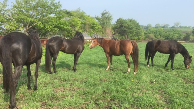【今日のシュシュ】5月31日