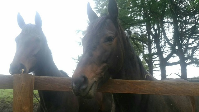 【今日のシュシュ】6月5日