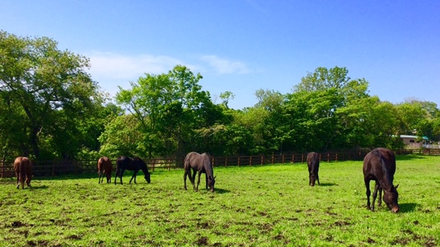 【今日のシュシュ】6月9日