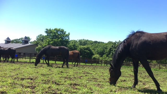 【今日のシュシュ】6月26日