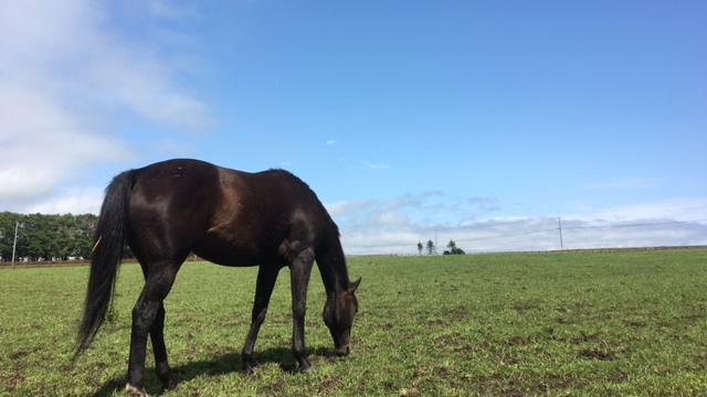 【今日のシュシュ】6月27日