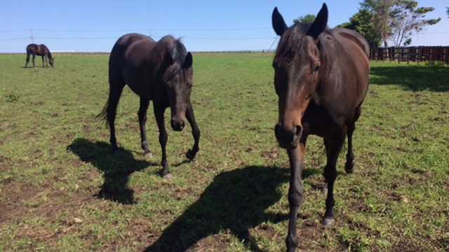 【今日のシュシュ】6月28日