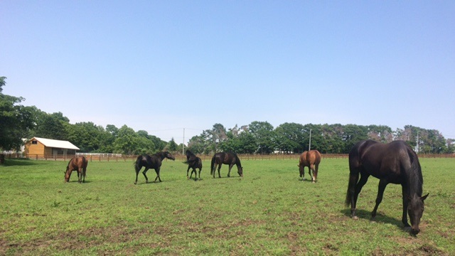 【今日のシュシュ】6月29日
