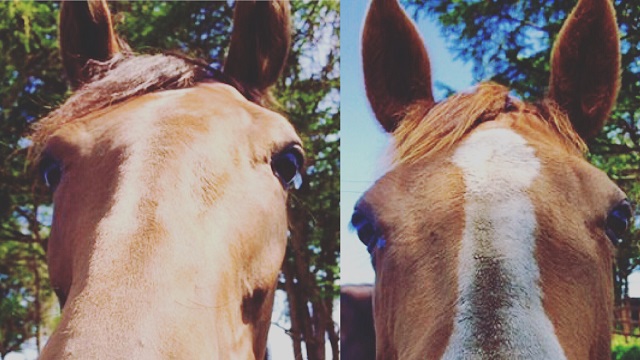 【番外編】今日のホホエミ先輩・エルメスさん