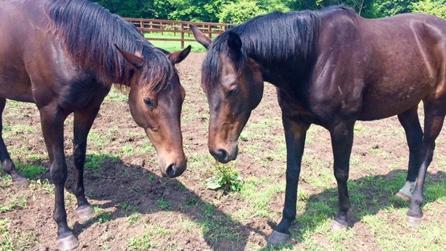 【今日のシュシュ】7月4日