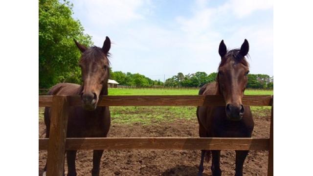 【今日のシュシュ】7月6日