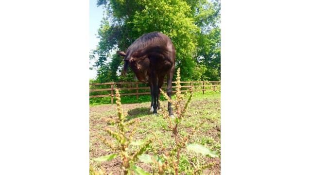 【今日のシュシュ】7月7日