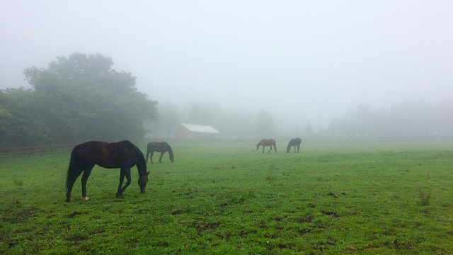 【今日のシュシュ】7月5日