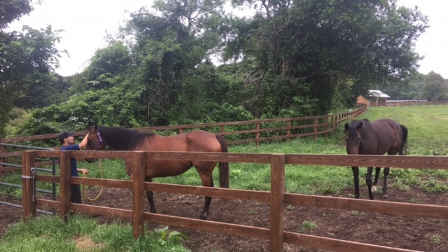 【今日のシュシュ】8月1日