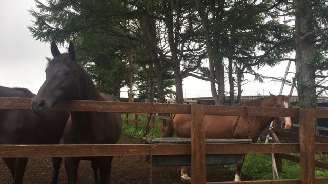 【今日のシュシュ】8月3日