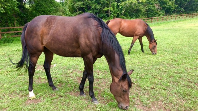 【今日のシュシュ】8月4日