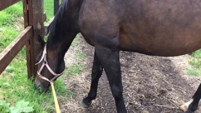 【今日のシュシュブリーズ】8月31日