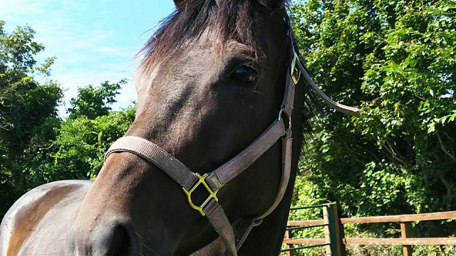 【今日のシュシュブリーズ】9月15日